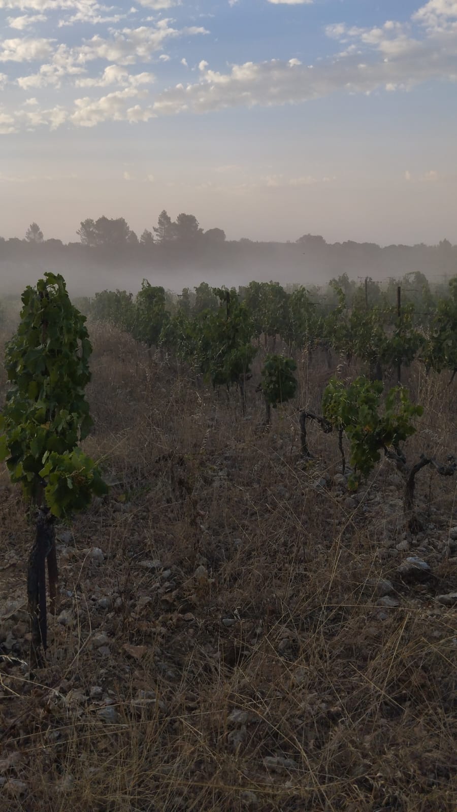 Terroir 4